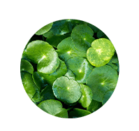 Ingredient 3